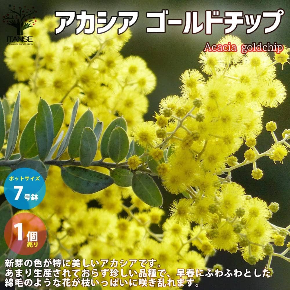 新品種アカシア「ゴールドチップ」7号鉢3本セット Amazon.co.jp: アカシア・ゴールドチップ 7号ポット【品種で選べる花木